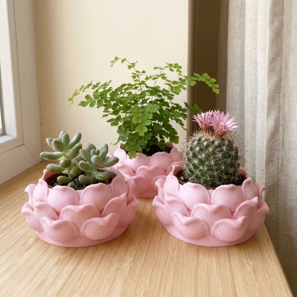 Lotus Shaped Succulent Plant P - Echeveria Succulent review and price